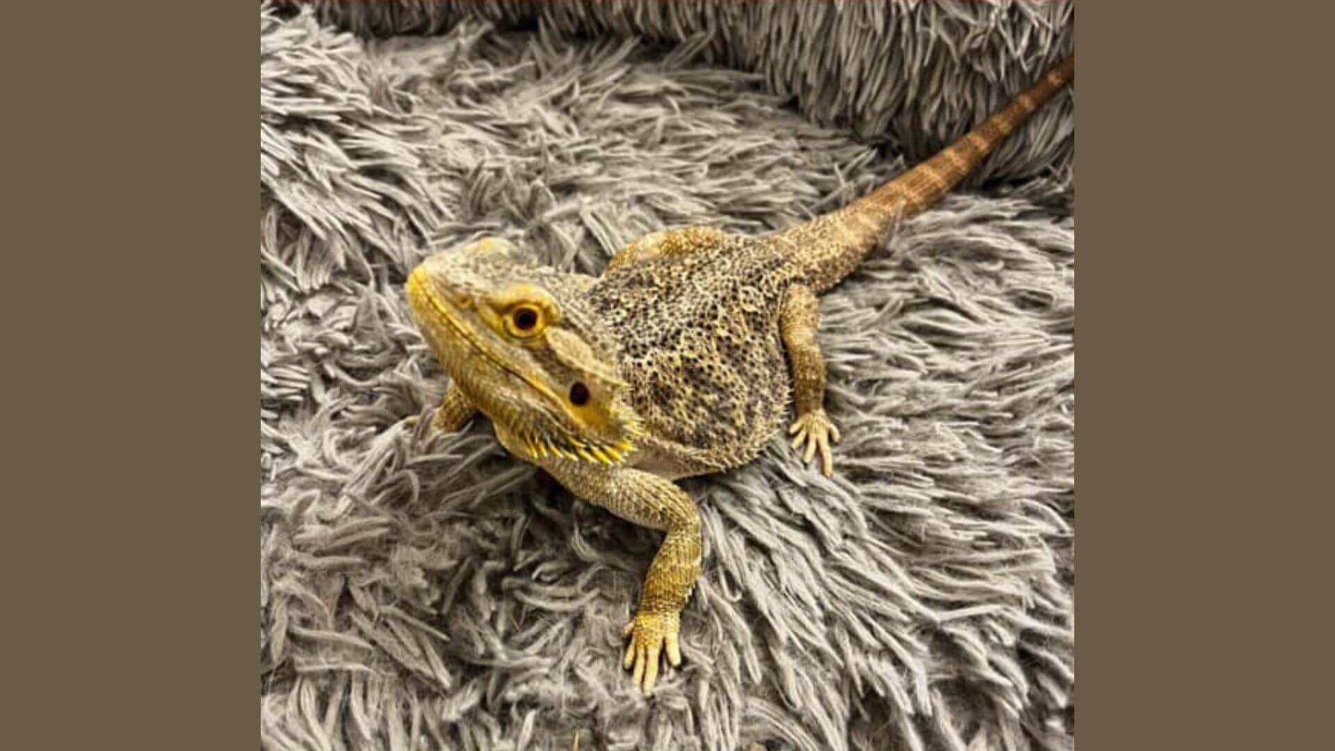 Peanut