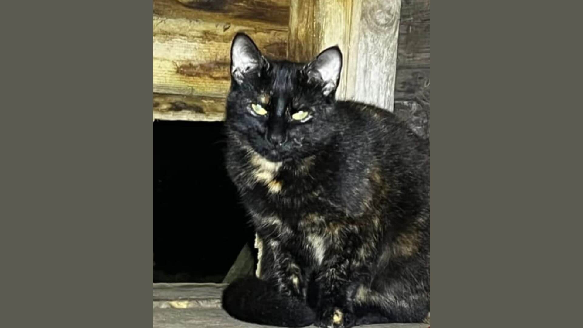 Stella